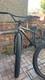 This Is My Mafia Bomma Ftg It Is 6 Months Old And Well Looked After